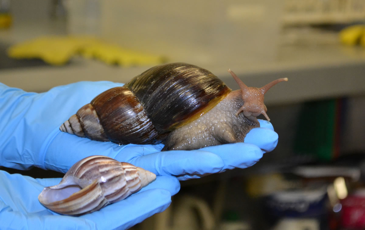 Caracol africano