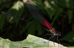 Tutorías y comisiones evaluadoras