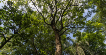Con investigación genética, estudiante UdeA contribuye a la conservación del tití cabeciblanco