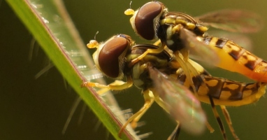 A guide to the insects and fungi of Porce II and Porce III