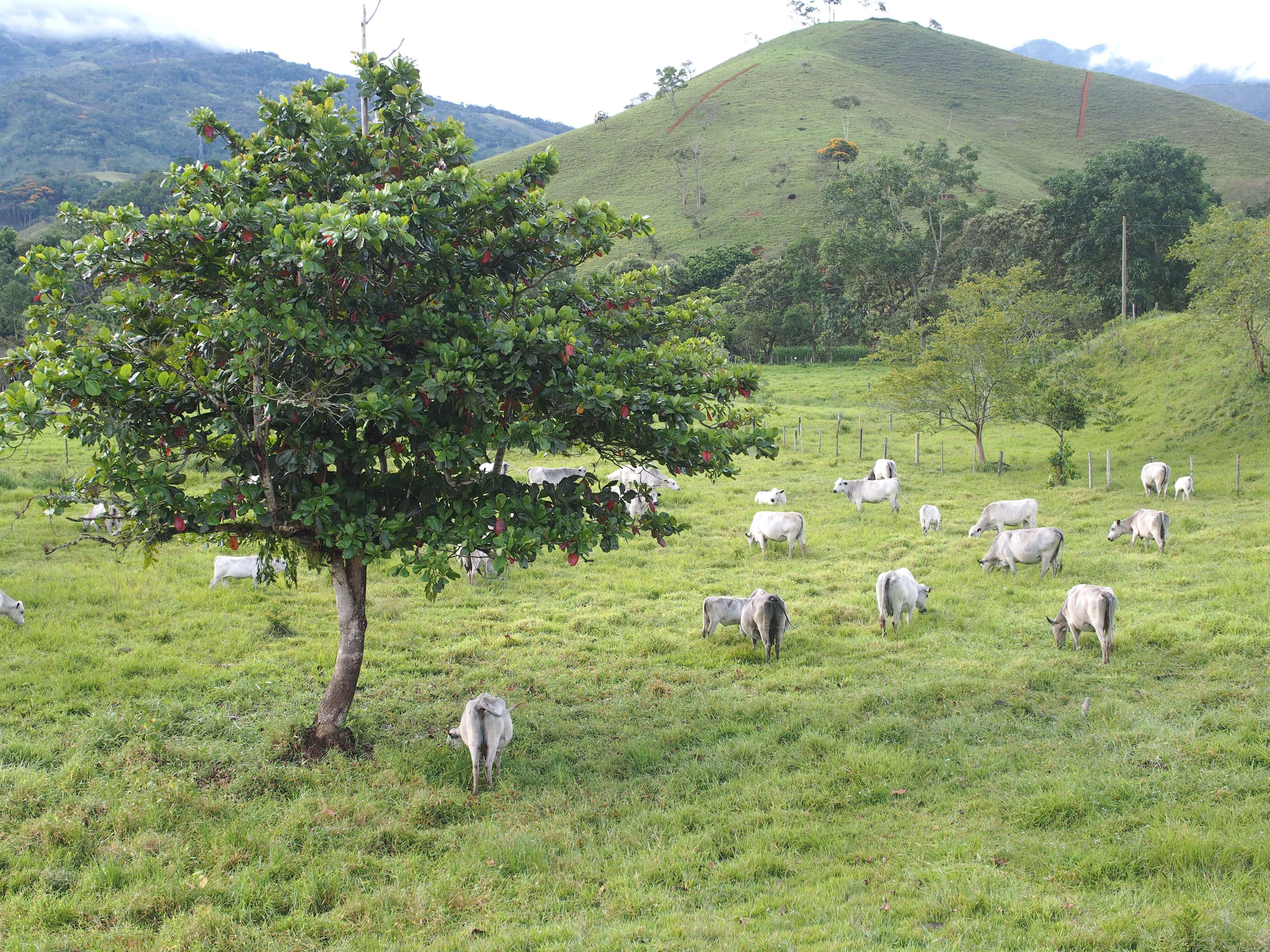 Especialización en Extensión Rural