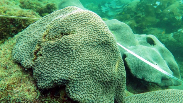 Ecosistema coralino en San Juan de Urabá fue caracterizado por estudiante de la UdeA
