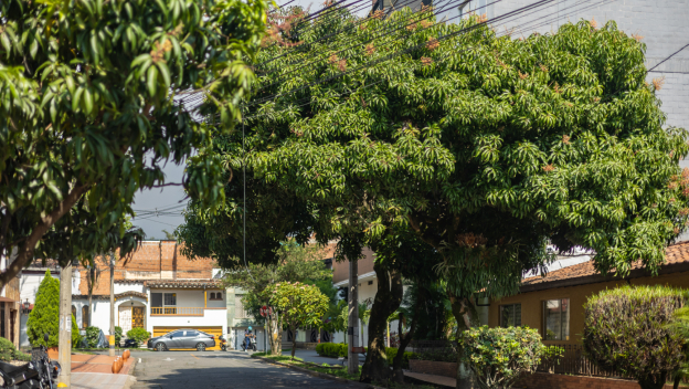 Seis árboles dan pistas de la calidad del aire en Medellín