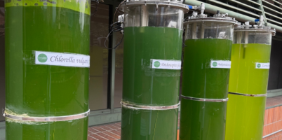 Con investigación genética, estudiante UdeA contribuye a la conservación del tití cabeciblanco