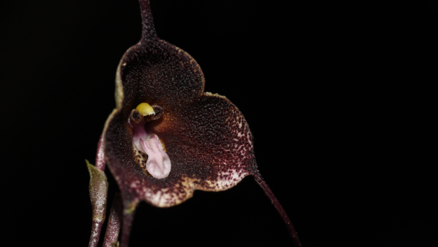 La historia de la orquídea «vampiresa», un nuevo hallazgo en las montañas del Suroeste antioqueño