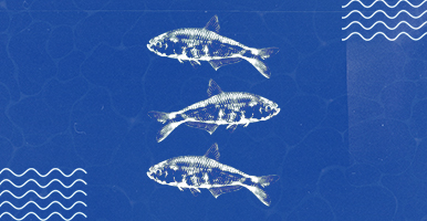 Ríos de vida: un viaje entre peces y paisajes de Antioquia