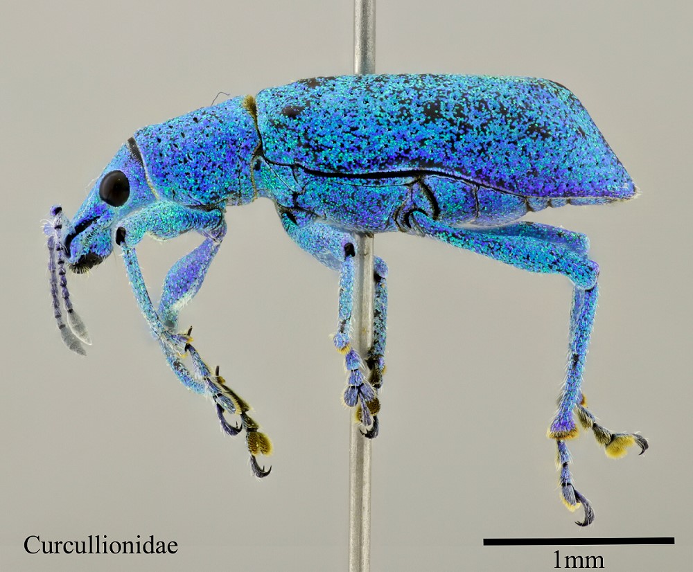 Curculionidae. Weevils of one of the largest insect families on the planet