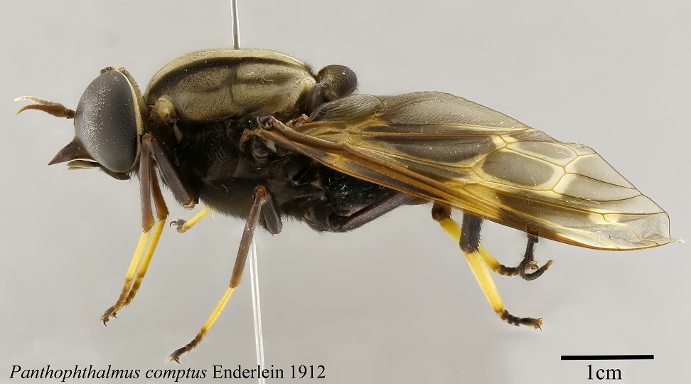 Pantophthalmus comptus. It belongs to the largest group of flies in the world