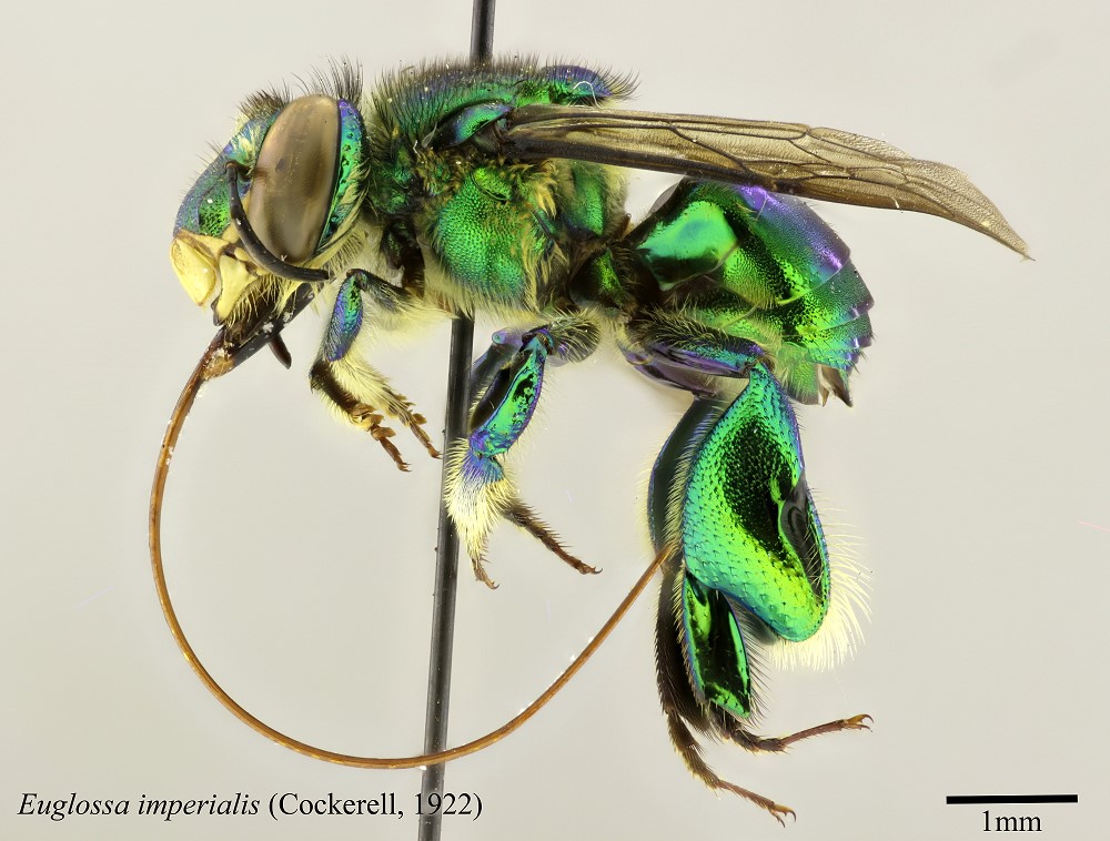 Euglosa imperialis. Called green orchid bees