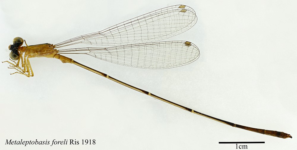 Metaleptobasis forelli