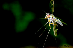 producción científica