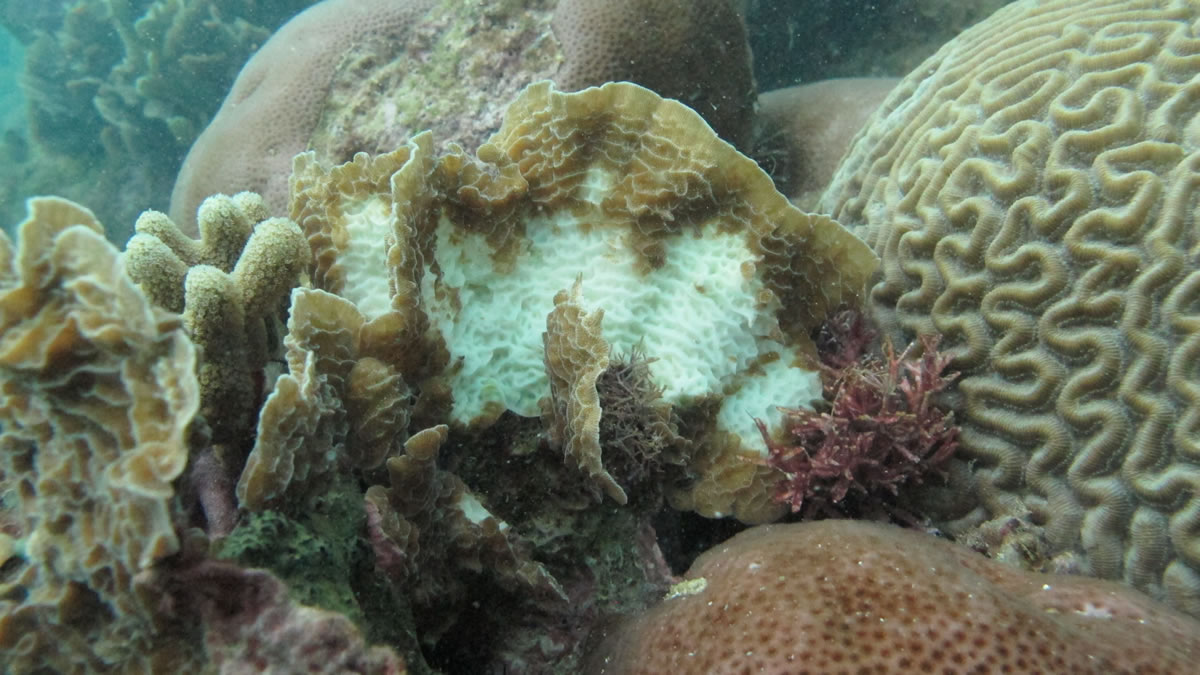 Agaricia