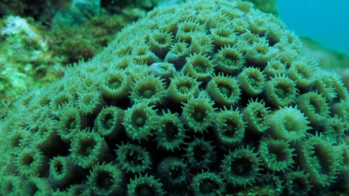 Montastraea cavernosa