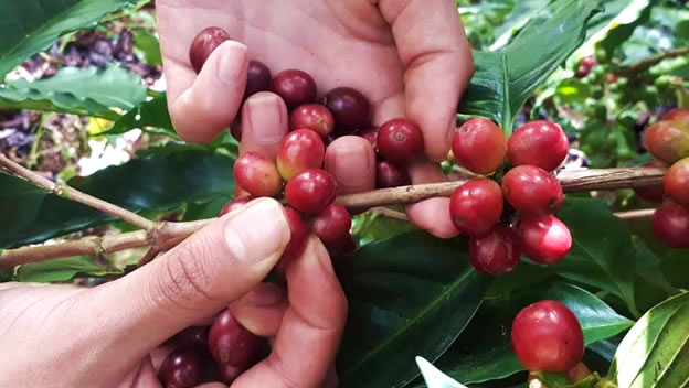 La UdeA prepara su «Ruta del café: saber y sabor»