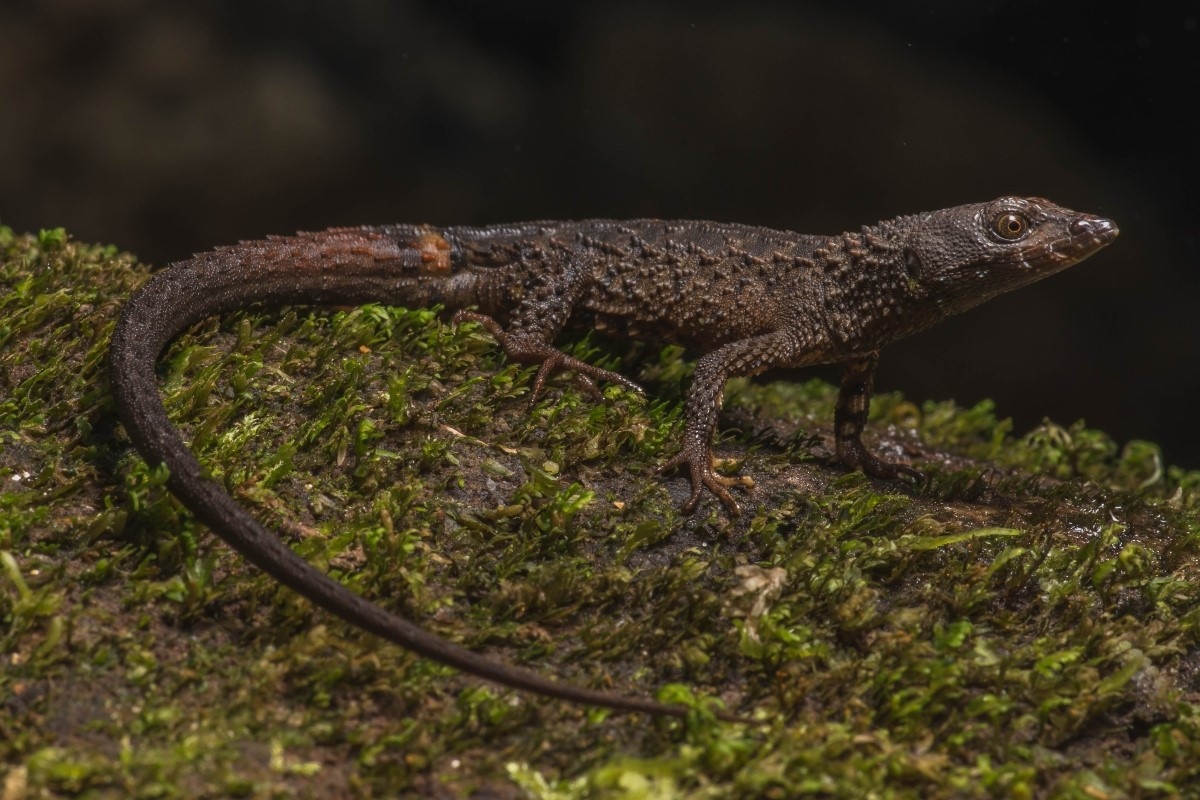 new species discovered udea