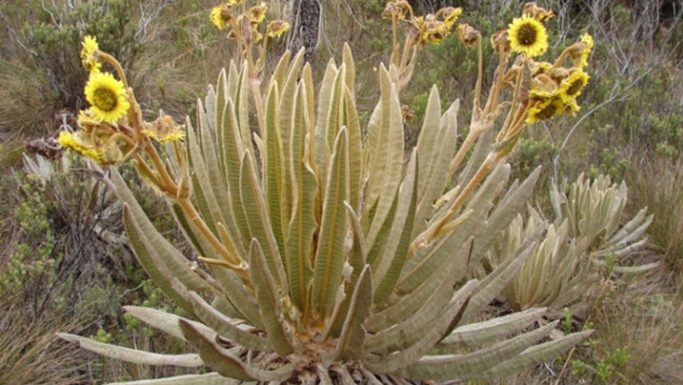 Del laboratorio al páramo, un nuevo proceso para reproducir el frailejón