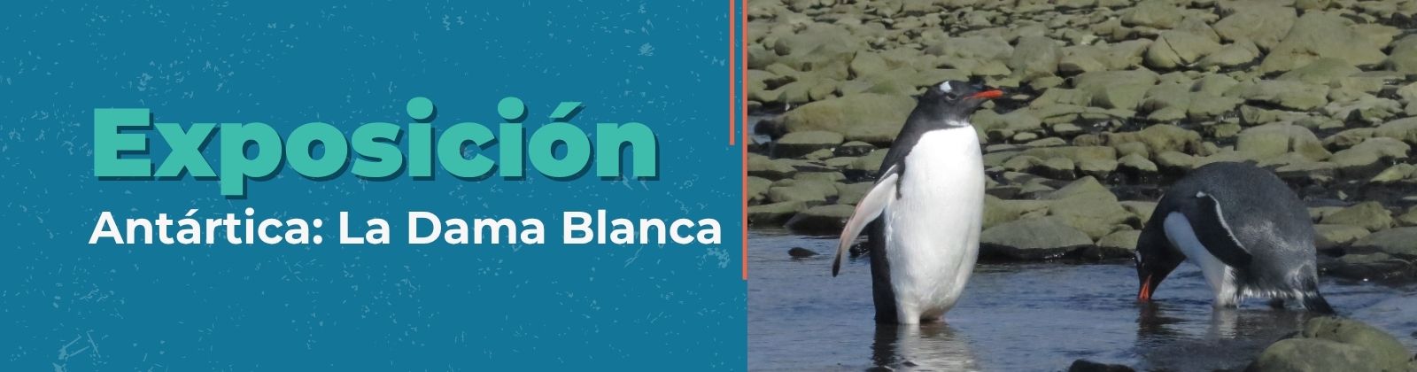 Antártica: La Dama Blanca